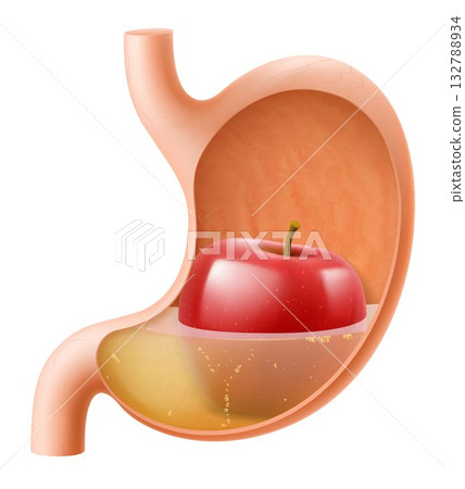 Human Stomach with red apple. The stomach digests apple. A stomach filled with healthy and wholesome food. Proper nutrition. Realistic 3d Vector illustration. Food digestion process illustration 132788934