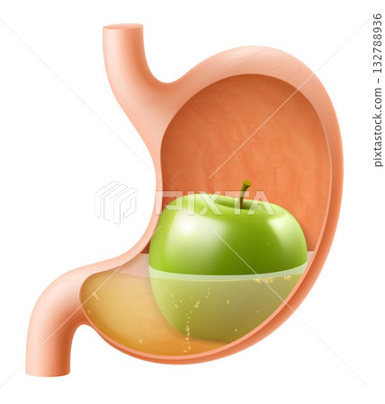 Human Stomach with green apple. The stomach digests apple. A stomach filled with healthy and wholesome food. Proper nutrition. Realistic 3d Vector illustration. Food digestion process illustration 132788936