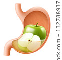 Human Stomach with green apple. The stomach digests apple. A stomach filled with healthy and wholesome food. Proper nutrition. Realistic 3d Vector illustration. Food digestion process illustration 132788937