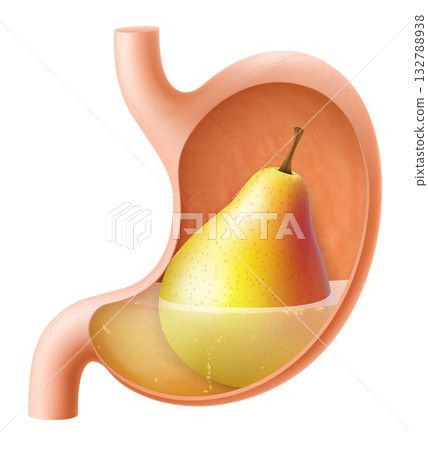 Human Stomach with pear. The stomach digests pear. A stomach filled with healthy and wholesome food. Proper nutrition. Realistic 3d Vector illustration. Food digestion process illustration 132788938