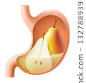 Human Stomach with pear. The stomach digests pear. A stomach filled with healthy and wholesome food. Proper nutrition. Realistic 3d Vector illustration. Food digestion process illustration 132788939