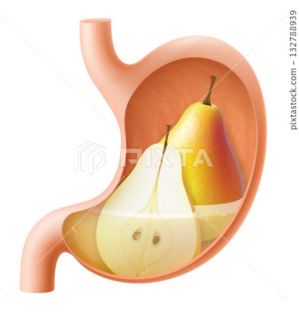 Human Stomach with pear. The stomach digests pear. A stomach filled with healthy and wholesome food. Proper nutrition. Realistic 3d Vector illustration. Food digestion process illustration 132788939