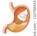 Human Stomach with vanilla ice cream in a waffle cone. The stomach digests ice cream. A stomach filled with sweet food. Proper nutrition. Realistic 3d Vector illustration. Food digestion process. 132788943