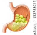 Human Stomach with grape. The stomach digests grape. A stomach filled with healthy and wholesome food. Proper nutrition. Realistic 3d Vector illustration. Food digestion process illustration 132788947