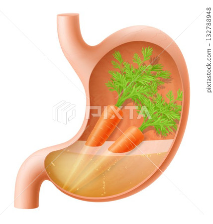 Human Stomach with carrot. The stomach digests carrots. A stomach filled with healthy and wholesome food. Proper nutrition. Realistic 3d Vector illustration. Food digestion process illustration 132788948