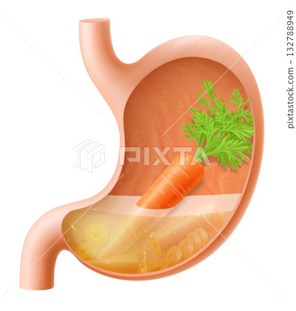 Human Stomach with carrot. The stomach digests carrots. A stomach filled with healthy and wholesome food. Proper nutrition. Realistic 3d Vector illustration. Food digestion process illustration 132788949