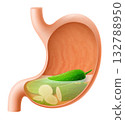 Human Stomach with cucumber. The stomach digests cucumbers. A stomach filled with healthy and wholesome food. Proper nutrition. Realistic 3d Vector illustration. Food digestion process illustration 132788950
