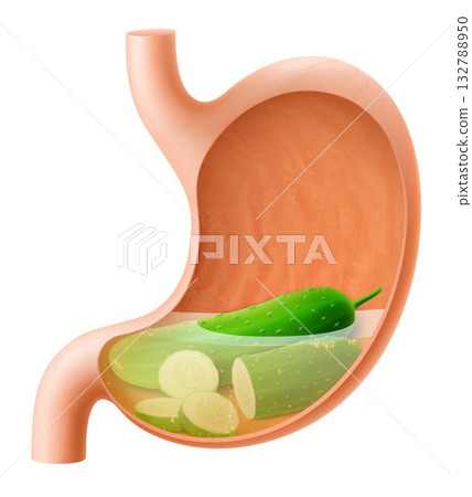 Human Stomach with cucumber. The stomach digests cucumbers. A stomach filled with healthy and wholesome food. Proper nutrition. Realistic 3d Vector illustration. Food digestion process illustration 132788950