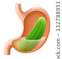 Human Stomach with cucumber. The stomach digests cucumbers. A stomach filled with healthy and wholesome food. Proper nutrition. Realistic 3d Vector illustration. Food digestion process illustration 132788951