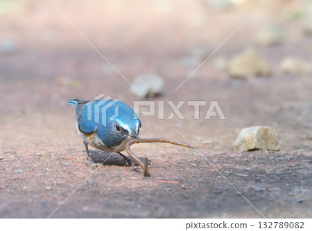 一隻雄性藍白姬鶲正在捕食蚯蚓 132789082