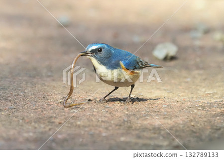 A male Blue-and-white flycatcher preying on an earthworm A male Blue-and-white flycatcher preying on an earthworm 132789133