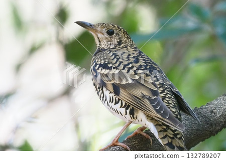 Tratumegi Tratumegi 132789207