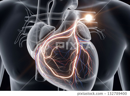 Heart's Electrical System Illustration Heart's Electrical System Illustration 132789400