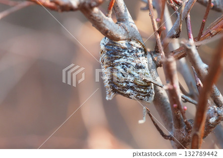 Praying mantis eggs 132789442
