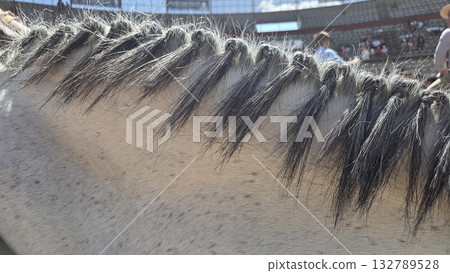 Equestrian event close-up of horse mane braided for competition 132789528