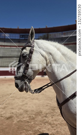 Elegant white horse in deserted arena captured on a bright sunny day. Spanish fiesta, bullfight arena Elegant white horse in deserted arena captured on a bright sunny day. Spanish fiesta, bullfight arena 132789530