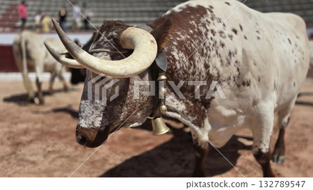 Traditional spanish fiesta with spotted bull in arena setting 132789547