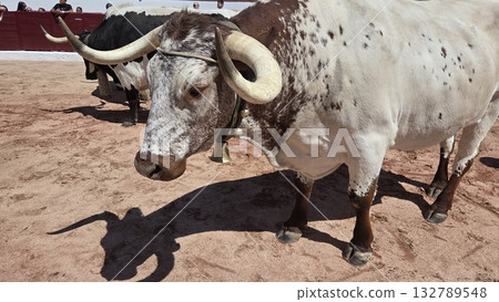 Traditional spanish fiesta with bulls in arena setting Traditional spanish fiesta with bulls in arena setting 132789548