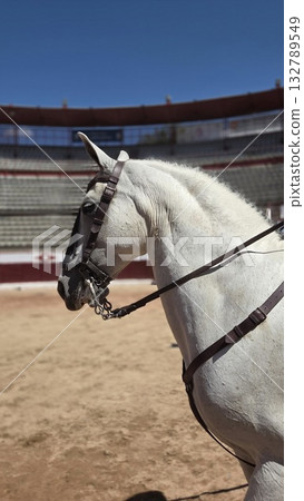 Majestic white horse in outdoor arena under clear blue sky. Spanish fiesta 132789549