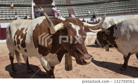 Vibrant spanish bullfighting arena scene with bulls in fiesta atmosphere Vibrant spanish bullfighting arena scene with bulls in fiesta atmosphere 132789561