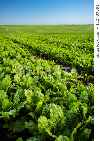 Perspective view of sugar beet field under clear sky during summer Perspective view of sugar beet field under clear sky during summer 132789691
