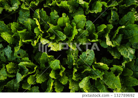 Close up texture of fresh sugar beet leaves growing in agricultural soil Close up texture of fresh sugar beet leaves growing in agricultural soil 132789692
