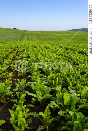 Wide panoramic view of sugar beet field on rolling hills under blue sky 132789695