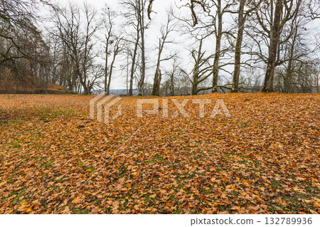Carpet of dry golden leaves beneath tall deciduous trees in a quiet park 132789936