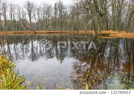 Tranquil woodland pond with mirror reflections of bare trees and golden reeds landscape 132789937