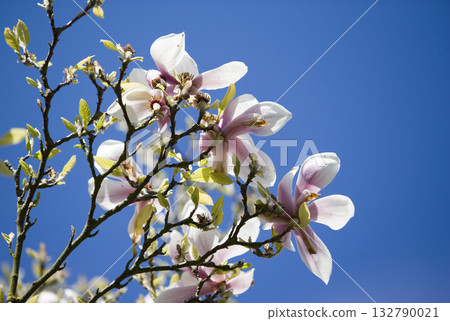 Magnolia blossoming against clear blue sky, close up Magnolia blossoming against clear blue sky, close up 132790021