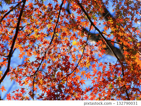 Dictionary of Materials Vol.122 Four Seasons. Scenery of Japan. High quality photo Dictionary of Materials Vol.122 Four Seasons. Scenery of Japan. High quality photo 132790031