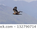 A Marsh Harrier flying with a mountain in the background 132790714