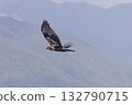 A Marsh Harrier flying with a mountain in the background 132790715
