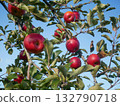 Apple Orchard 132790718
