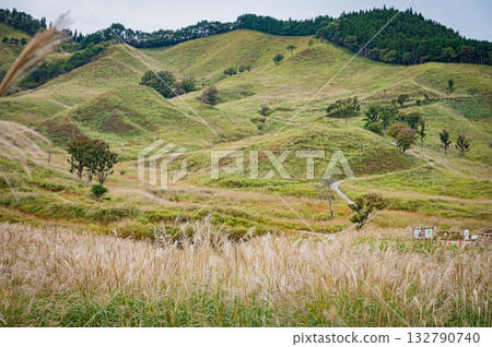 兵庫縣,遠峰高原,銀草景色 兵庫縣,遠峰高原,銀草景色 132790740
