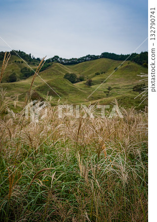 兵庫縣,遠峰高原,銀草景色 兵庫縣,遠峰高原,銀草景色 132790741