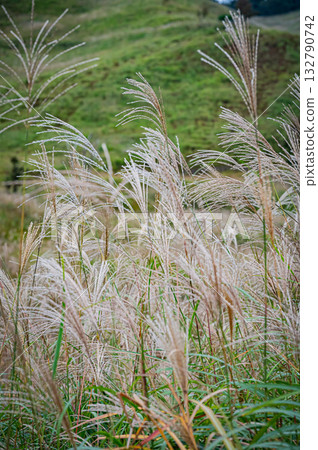 Hyogo Prefecture, Tonomine Plateau, silver grass scenery Hyogo Prefecture, Tonomine Plateau, silver grass scenery 132790742