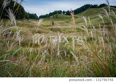 兵庫縣,遠峰高原,銀草景色 兵庫縣,遠峰高原,銀草景色 132790748