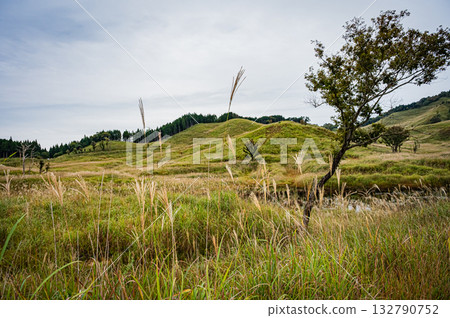 Hyogo Prefecture, Tonomine Plateau, silver grass scenery 132790752