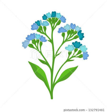 Perez's sea lavender, Limonium perezii, seafoam statice bouquet, isolated, flowering plant, ornamental greenery, coastal flora, botanical illustration, vector illustration. 132791481