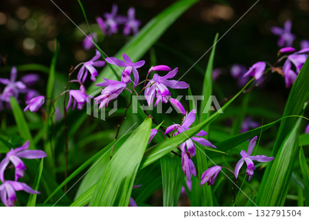 Bletilla striata flowers in spring. A purple frost-resistant terrestrial (ground or garden) orchid. Native to China, Japan, Korea, and Myanma Bletilla striata flowers in spring. A purple frost-resistant terrestrial (ground or garden) orchid. Native to China, Japan, Korea, and Myanma 132791504