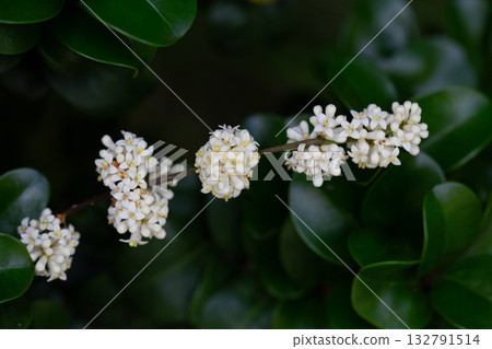 Macro clusters of white flowers of -Ligustrum japonicum rotundifolium shrub Macro clusters of white flowers of -Ligustrum japonicum rotundifolium shrub 132791514