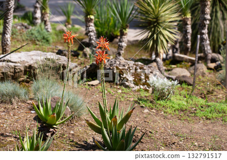 Close up of blooming aloe vera red flower Close up of blooming aloe vera red flower 132791517