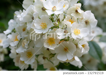 Multiflora rose (Rosa multiflora), a vigorous, thorny shrub with small white flowers in clusters. Common in hedgerows, wood edges, and fields; native to Asia, now widespread and invasive. Multiflora rose (Rosa multiflora), a vigorous, thorny shrub with small white flowers in clusters. Common in hedgerows, wood edges, and fields; native to Asia, now widespread and invasive. 132791519
