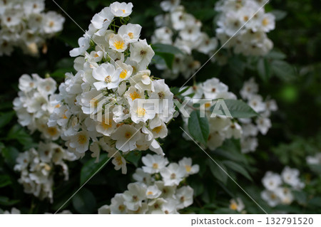 Multiflora rose (Rosa multiflora), a vigorous, thorny shrub with small white flowers in clusters. Common in hedgerows, wood edges, and fields; native to Asia, now widespread and invasive. Multiflora rose (Rosa multiflora), a vigorous, thorny shrub with small white flowers in clusters. Common in hedgerows, wood edges, and fields; native to Asia, now widespread and invasive. 132791520