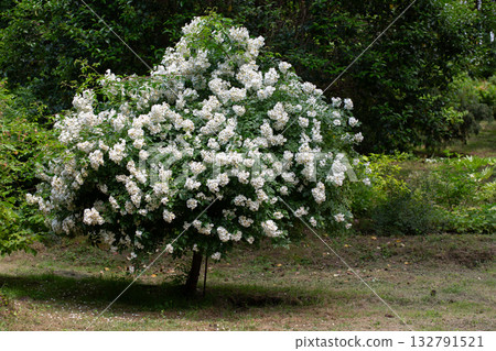 Multiflora rose (Rosa multiflora), a vigorous, thorny shrub with small white flowers in clusters. Common in hedgerows, wood edges, and fields; native to Asia, now widespread and invasive. Multiflora rose (Rosa multiflora), a vigorous, thorny shrub with small white flowers in clusters. Common in hedgerows, wood edges, and fields; native to Asia, now widespread and invasive. 132791521