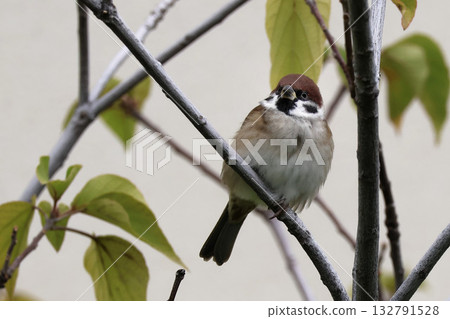 Quiet Morning Sparrows Quiet Morning Sparrows 132791528
