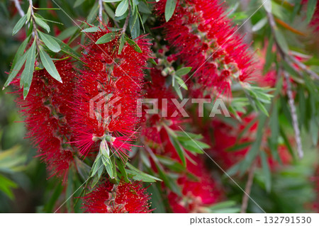 Blooming Callistemon macro (Callistemon citrinus, bottle brushes). A bush with red flowers. 132791530