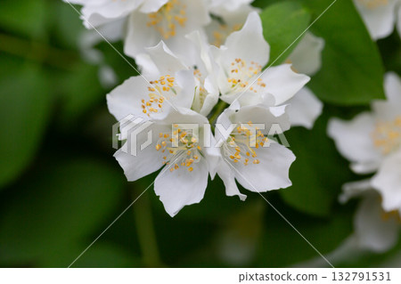 Close-up Celindo flower or Philadelphus coronarius is a widely cultivated popular ornamental plant 132791531