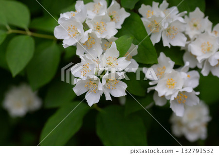 Close-up Celindo flower or Philadelphus coronarius is a widely cultivated popular ornamental plant 132791532